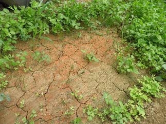 土壤修复调理剂-国投盛世