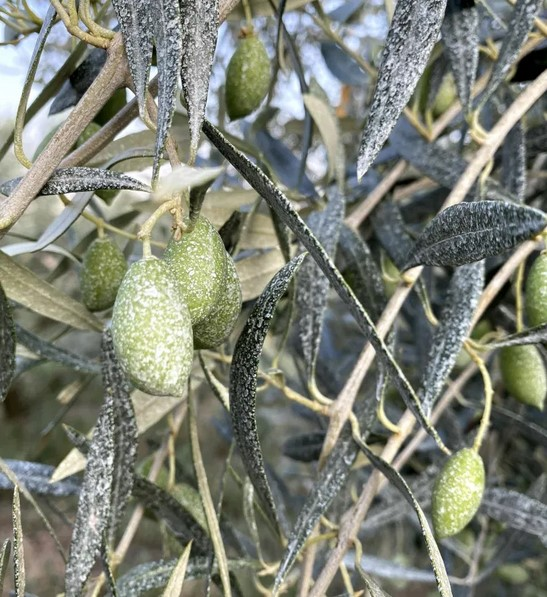 用富含铵的沸石处理橄榄树寄生虫效果显著-国投盛世