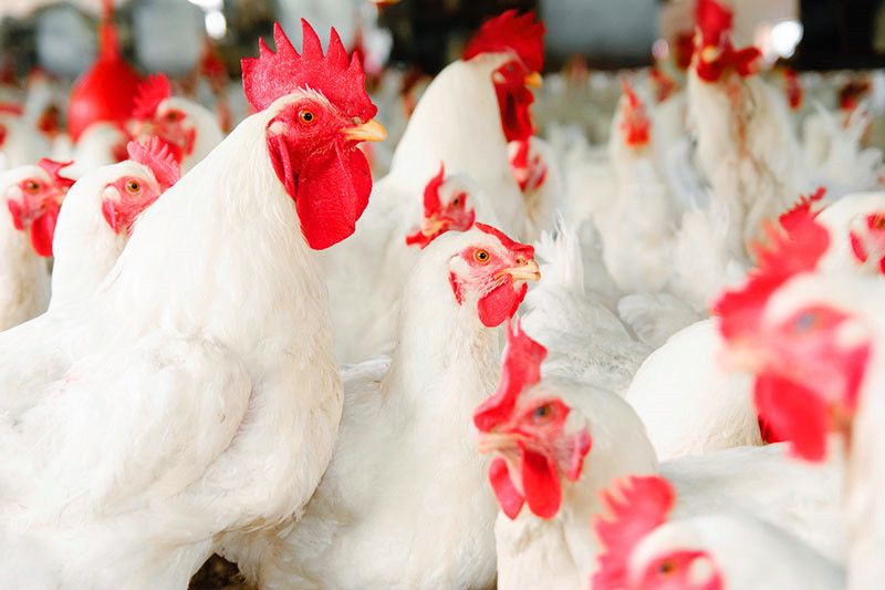 斜发沸石对肉鸡生长的影响-国投盛世