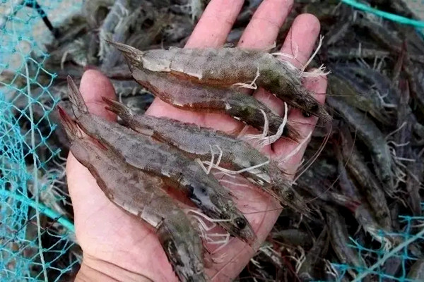 沸石粉对虾养殖使用禁忌-国投盛世