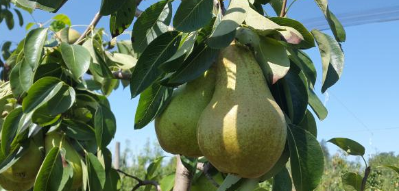 沸石在农业中可防止梨被染色-国投盛世