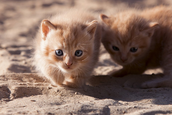 沸石猫砂：宠物和环境的完美选择-国投盛世